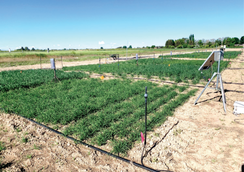 Article Feature: Malt barley yield and quality response to nitrogen and irrigation termination timing