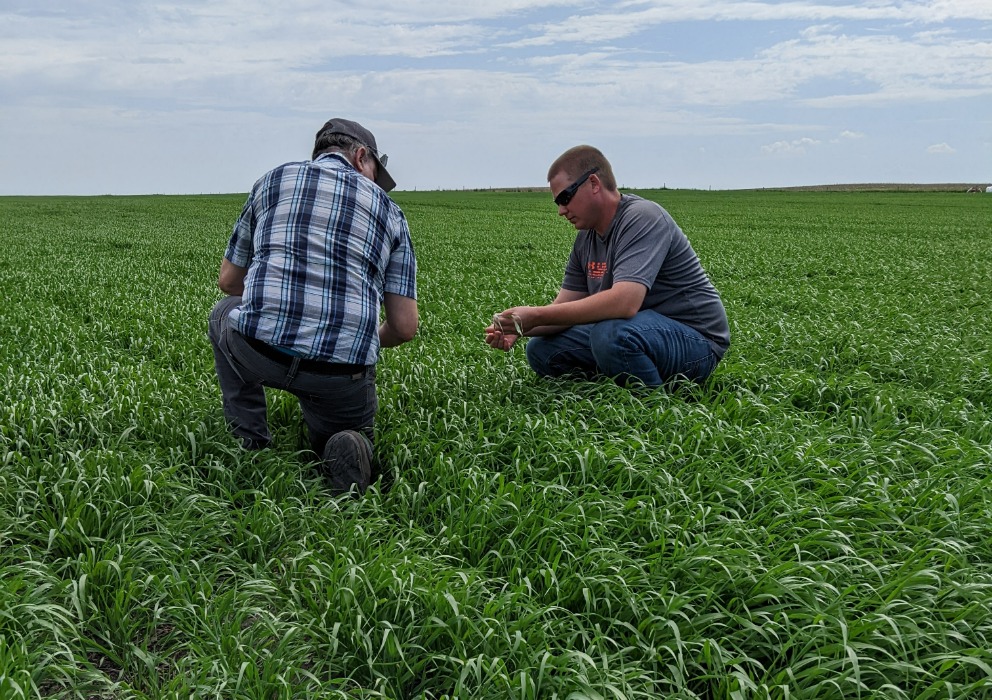 Malting barley trade association launches Sustainability Task Force
