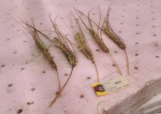 Growing malting barley amid climate change; the challenge of pre-harvest sprouting