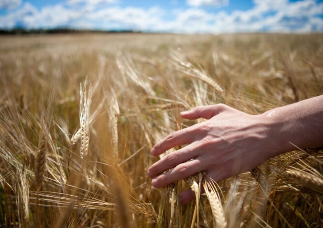 August barley production report released; crop condition greatly improved from this time last year