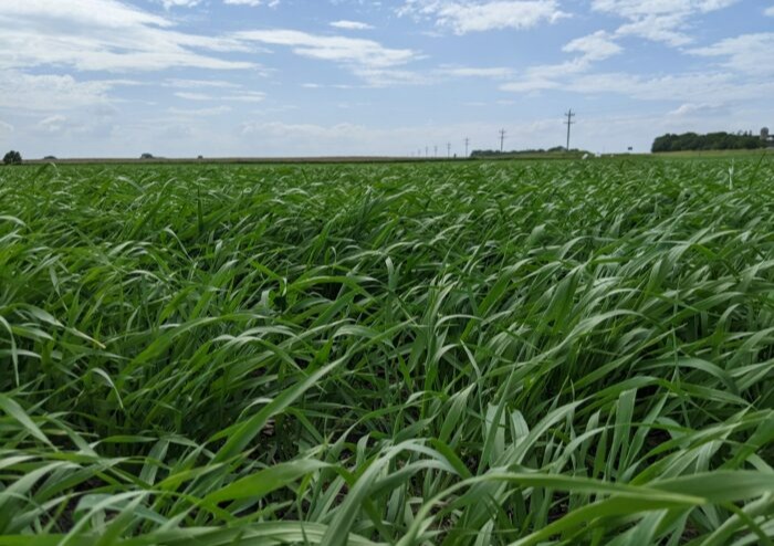 Barley acreage seeded up 15% from 2021, stocks down