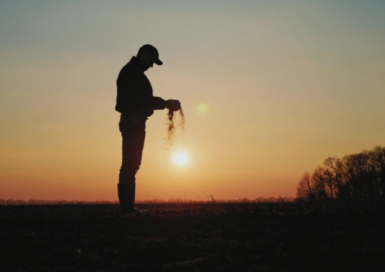 Crop progress mixed across barley growing regions