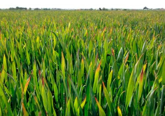Barley Pest Initiative receives additional $1 million in annual funding