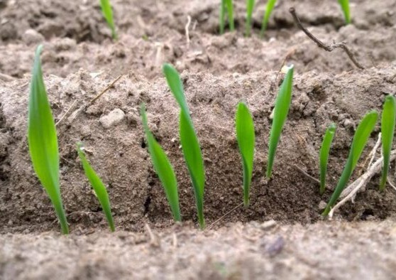 USDA Prospective Plantings Report estimates 11% increase in barley acreage in 2022