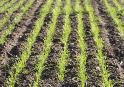 ABI Cardinal and Regina land on U.S. Recommended Malting Barley Variety List for 2022