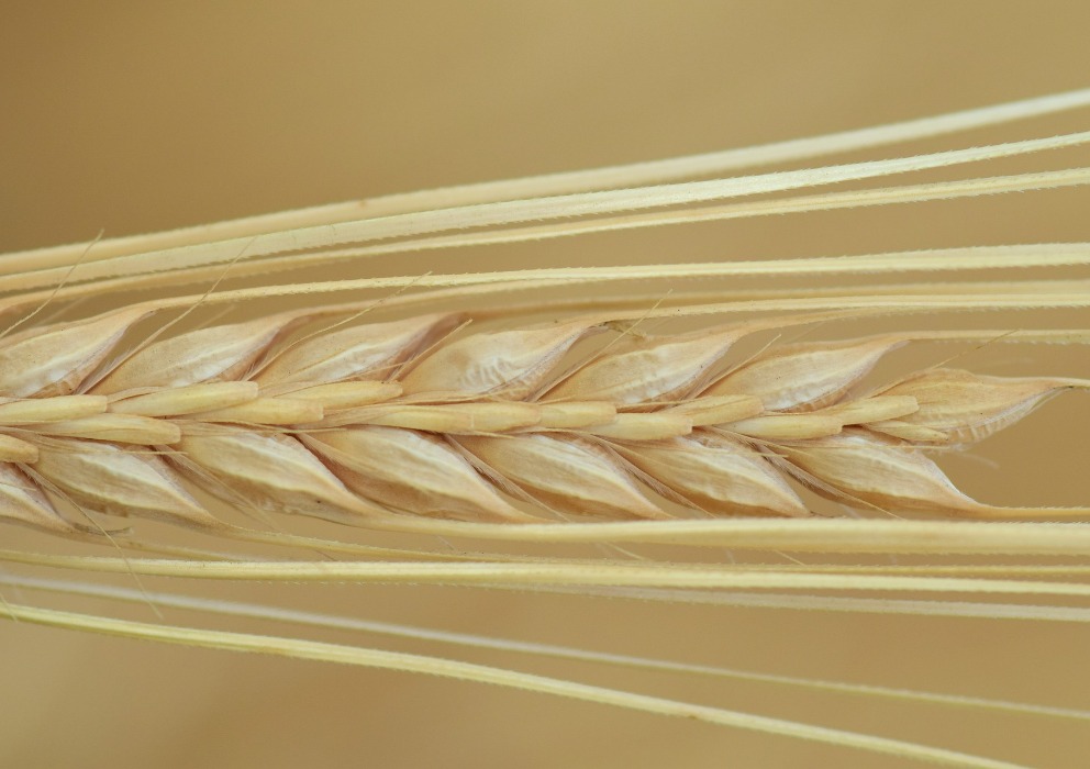 Final 2021 U.S. Barley production and December quarterly stock reports