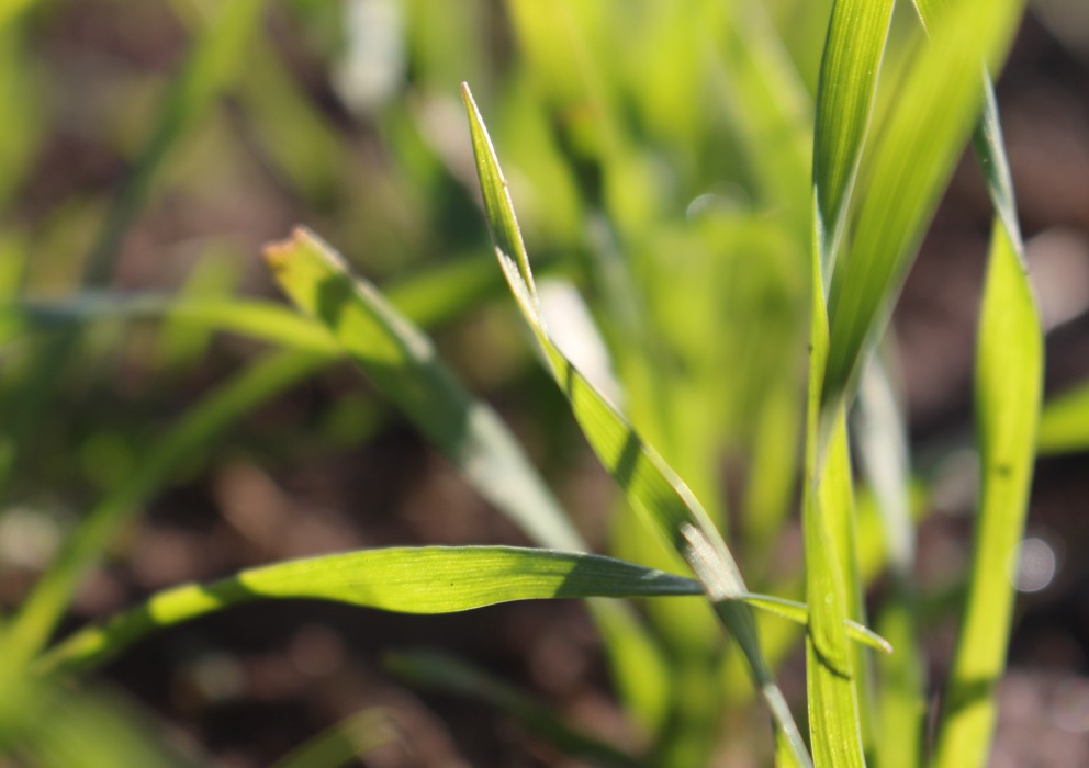 Barley crop progress catching up after a slow start