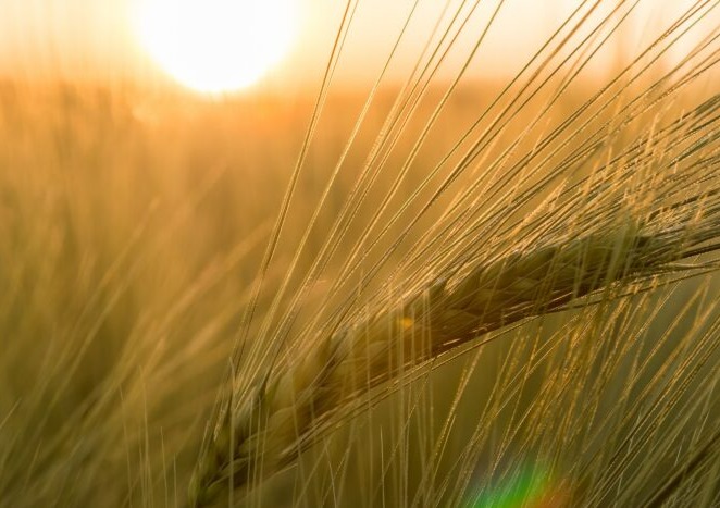 Bolstering drought stress tolerance through improved understanding of barley genetics 