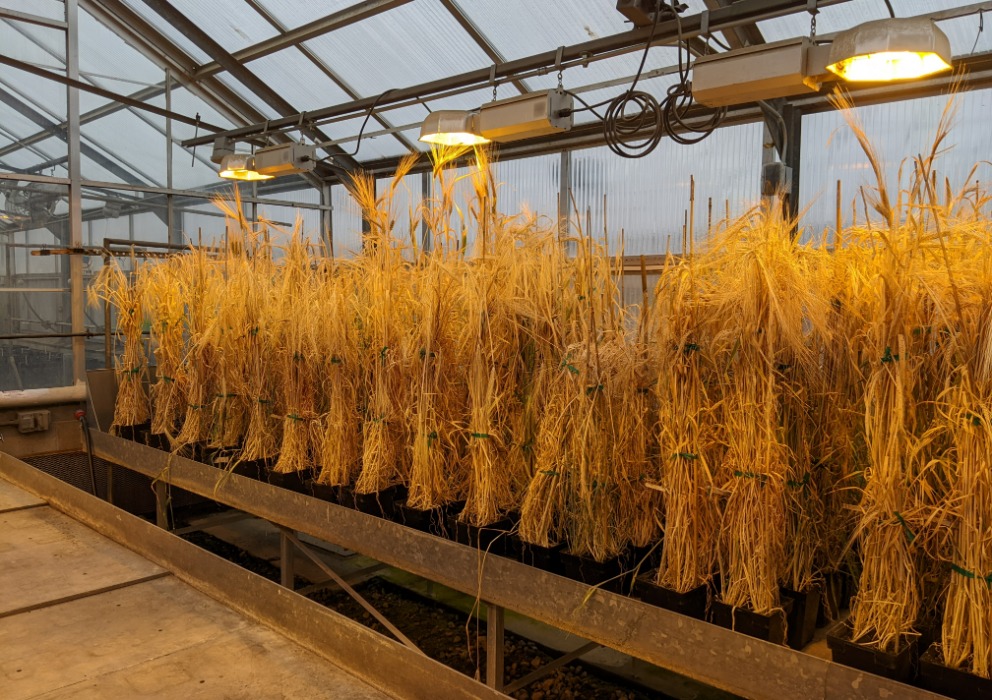 Team of barley researchers awarded &ldquo;Best Paper&rdquo; for their investigation into &beta;-glucan in wild barley