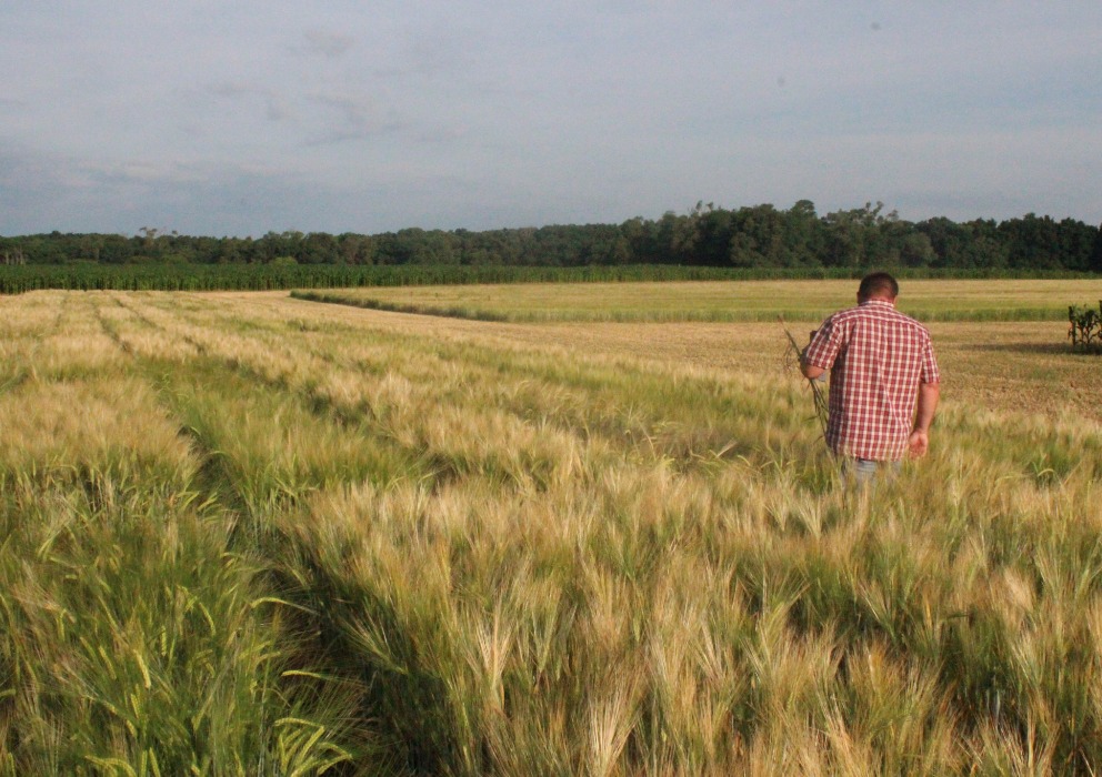 AMBA invests in barley research through their annual grant program