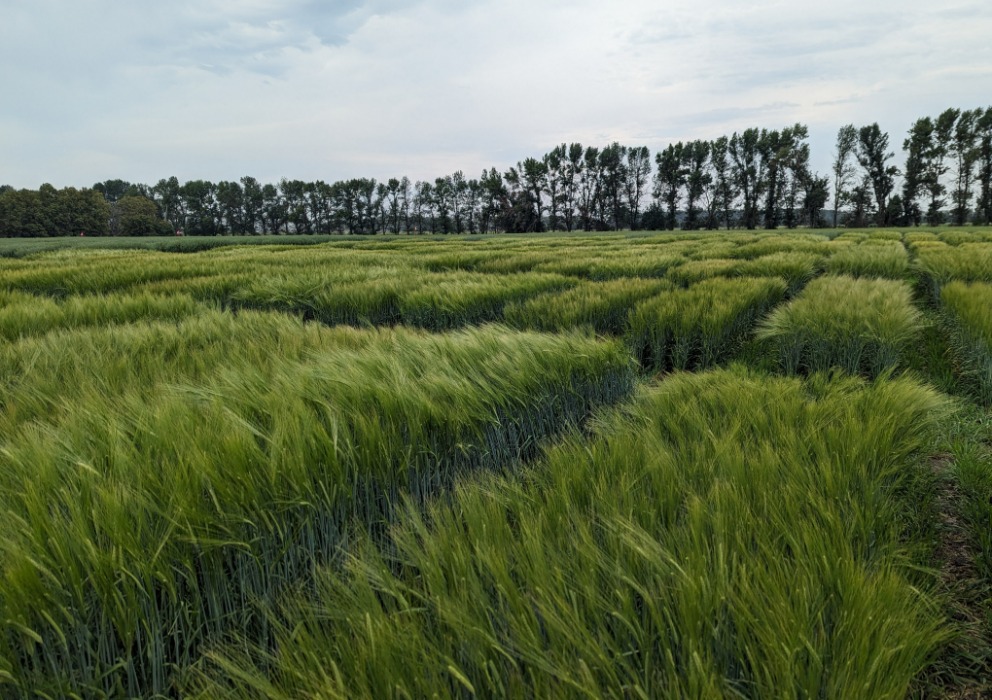 Barley Variety Survey Maps for 2023 now available to members