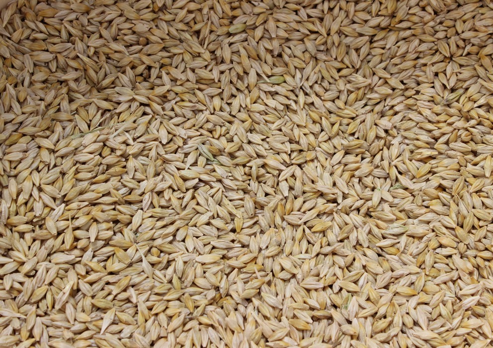 Unlocking the Secrets: The influence of barley protein and plumpness on malt extract