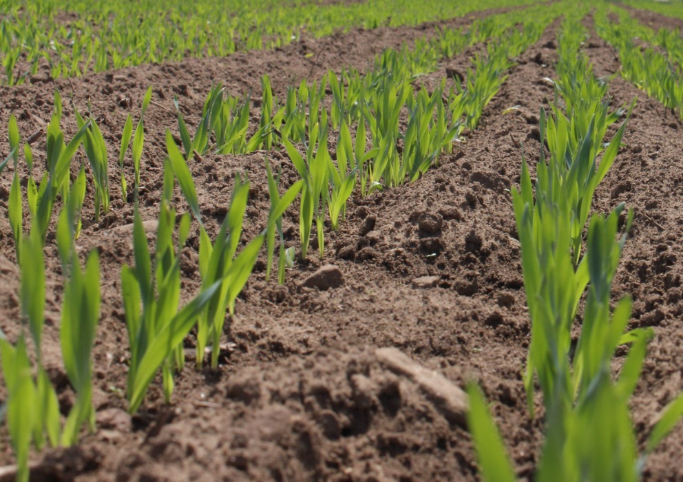 Managing nitrogen to promote quality and profitability of North Dakota two-row malting barley