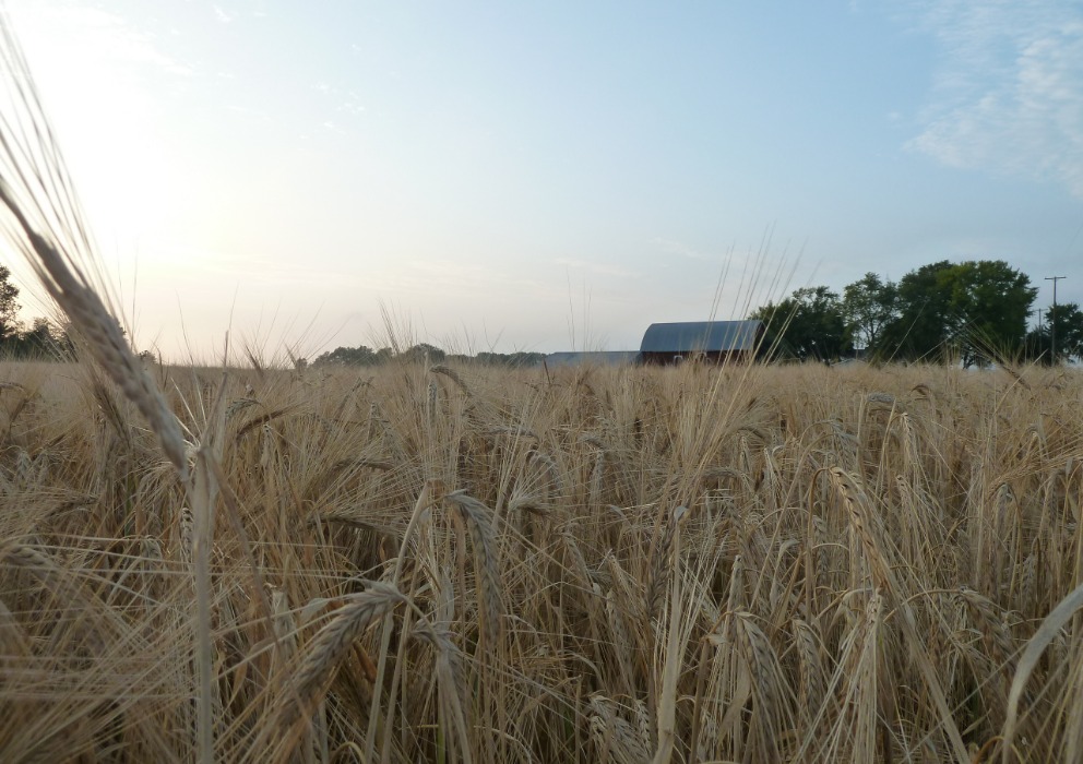 Adding barley to cropping systems in western Wisconsin