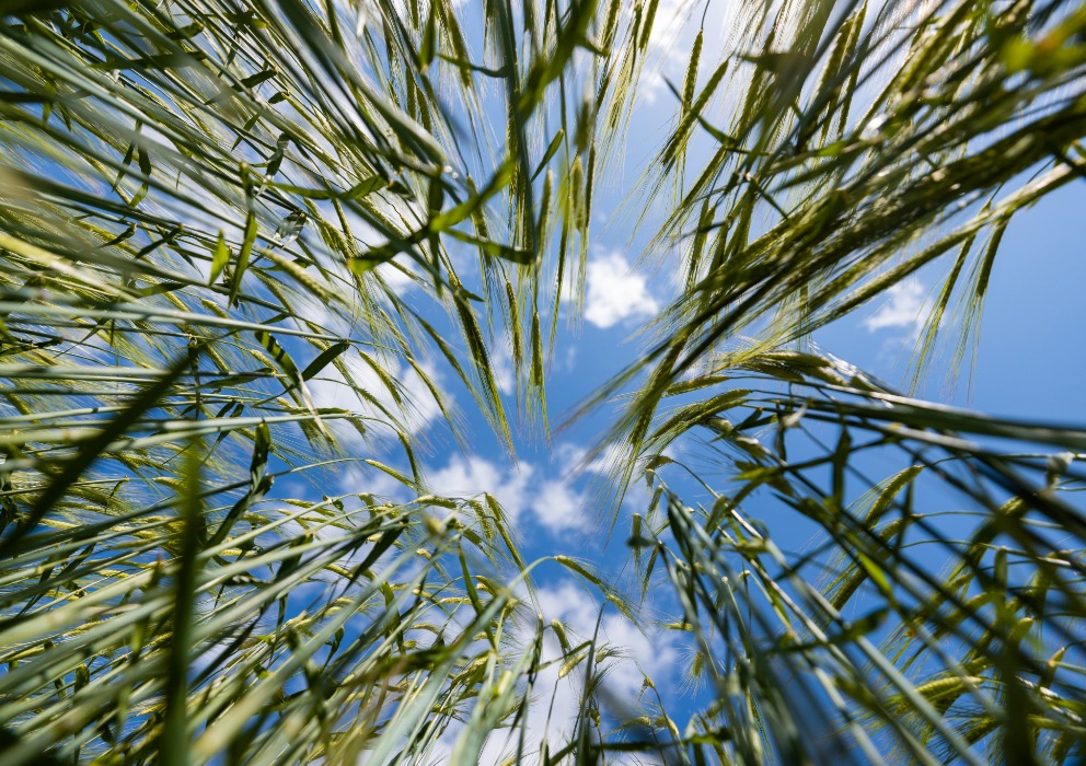 AMBA appoints co-chairs to lead Sustainability Committee