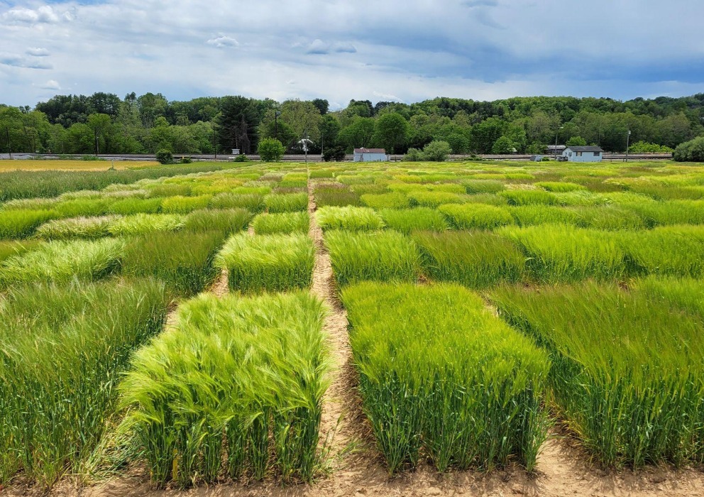 Barley Variety Survey Maps available to the public