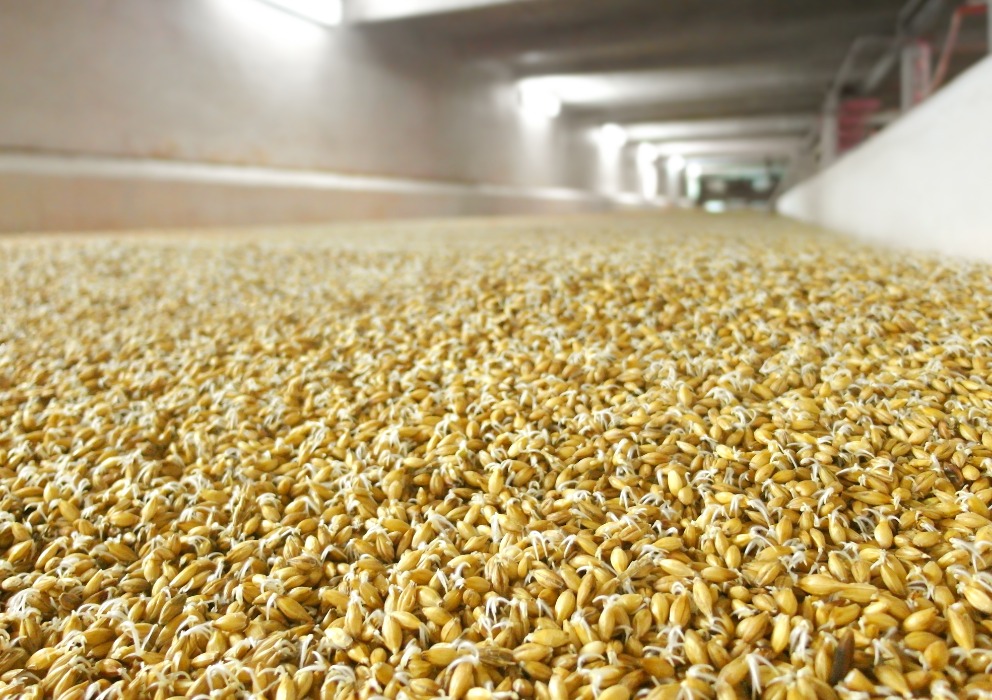 Tailoring Malt for Brewing and Distilling