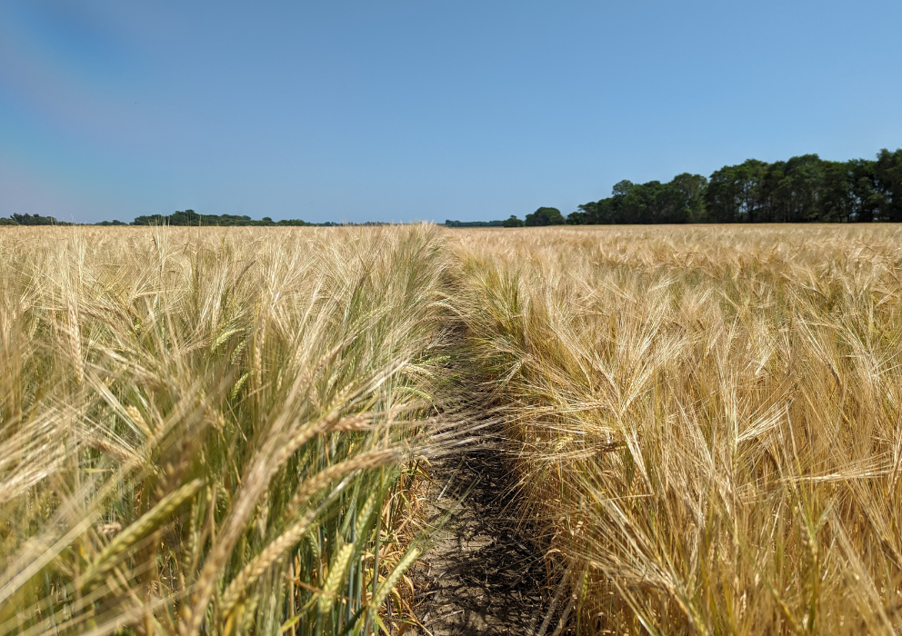 AMBA Disapproves of Post-Heading Herbicide Treatments