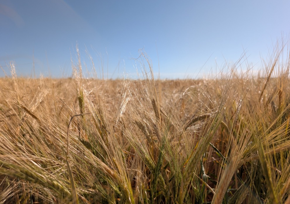 Record yields across three states highlight first barley production report of 2025